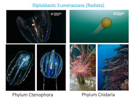 holobiont diagram